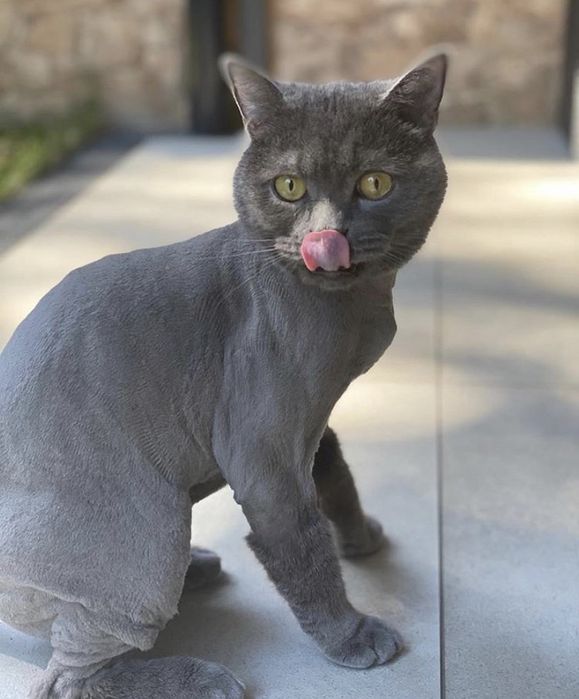 Стрижка котов и кошек, вычесывание. Без наркоза и жесткой фиксации.