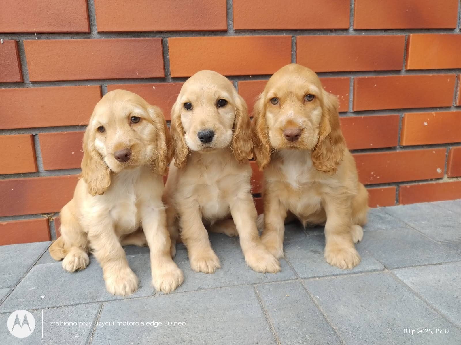 Cocker spaniel angielski piesek