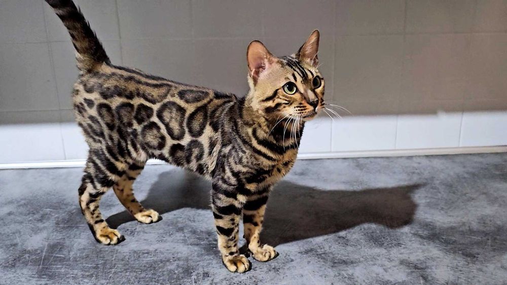 Chłopiec Bengalski do hodowli w genach śnieżny kolor