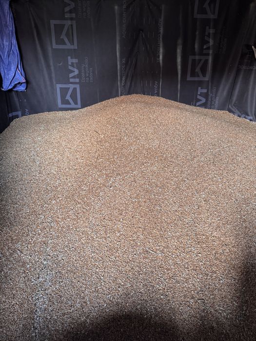 Sprzedam Pszenica Ozima Banatus po Centrali