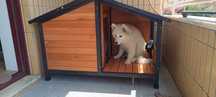 Casota cão com terraço