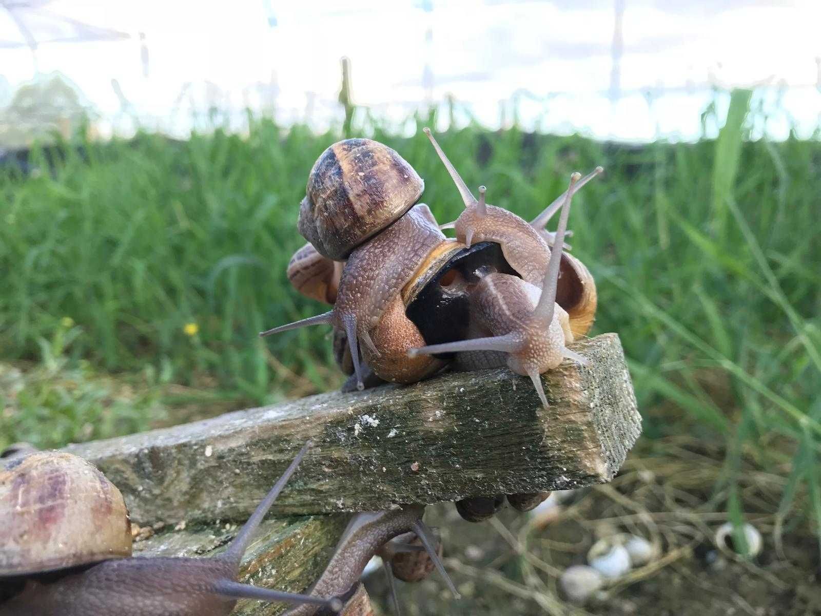 Caracoleta Helix Aspersa Máxima