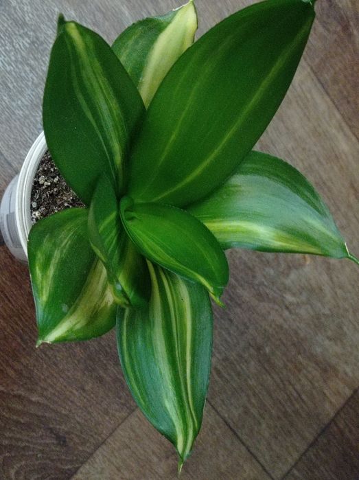 Сансевиерия Грин мулд Пагода Фрозен Лупс прайд Сиа стар Венди Стилиш ф