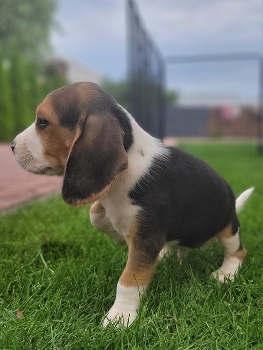 Beagle Psi Przyjaciel