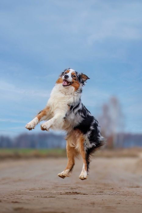 Owczarek Australijski Aussie