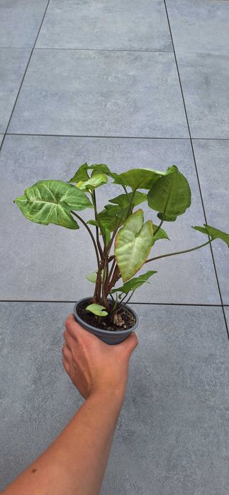 Syngonium white butterfly