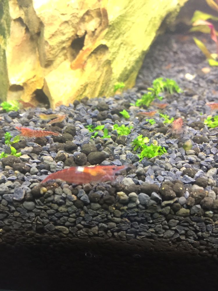 Neocaridina redcherry