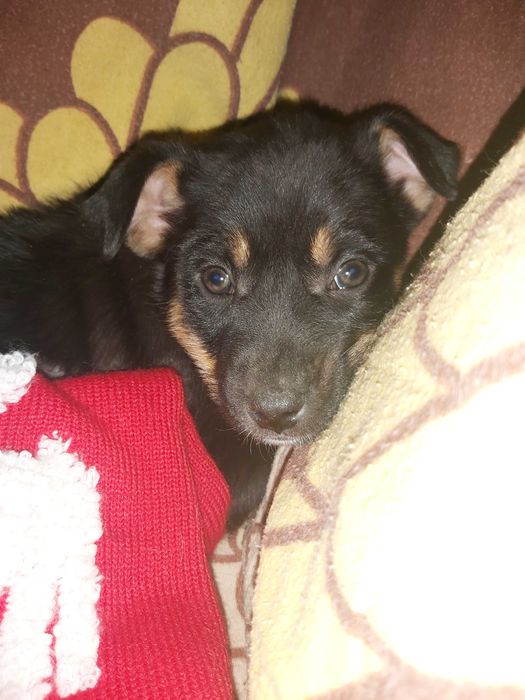 piekne samce MIX LABRADORA ok. 3 miesiące