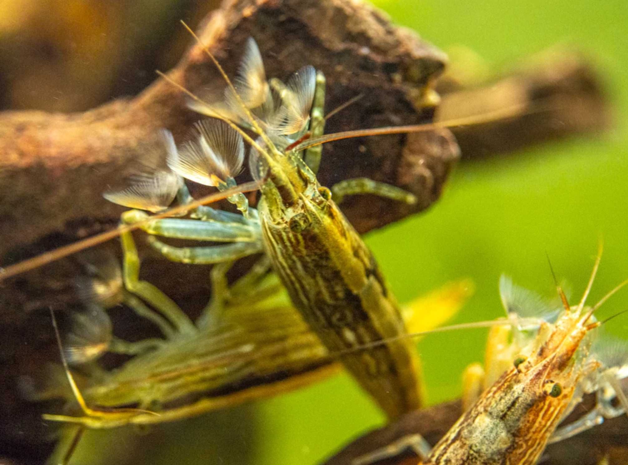 Krewetka filtrująca XXXL - Atyopsis moluccensis - Atiopka - dowóz