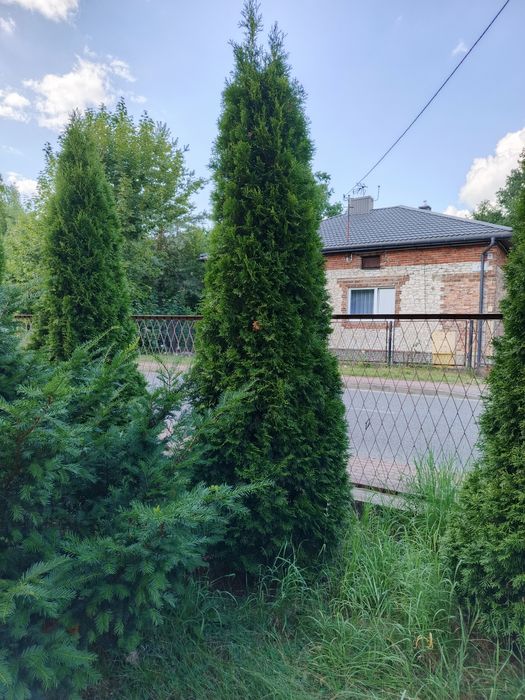 Tuja smaragd 2mb 6szt