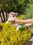 Shihtzu piesek śliczny wesoły