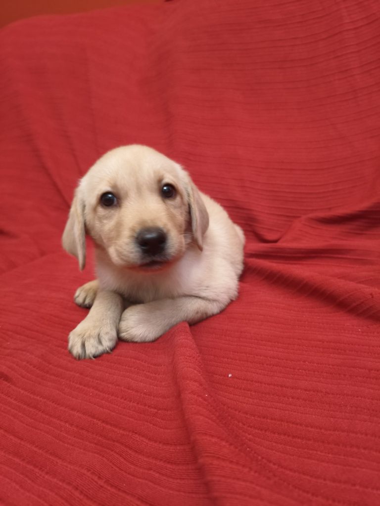 Labrador Amarelo c/ 2 mesinhos