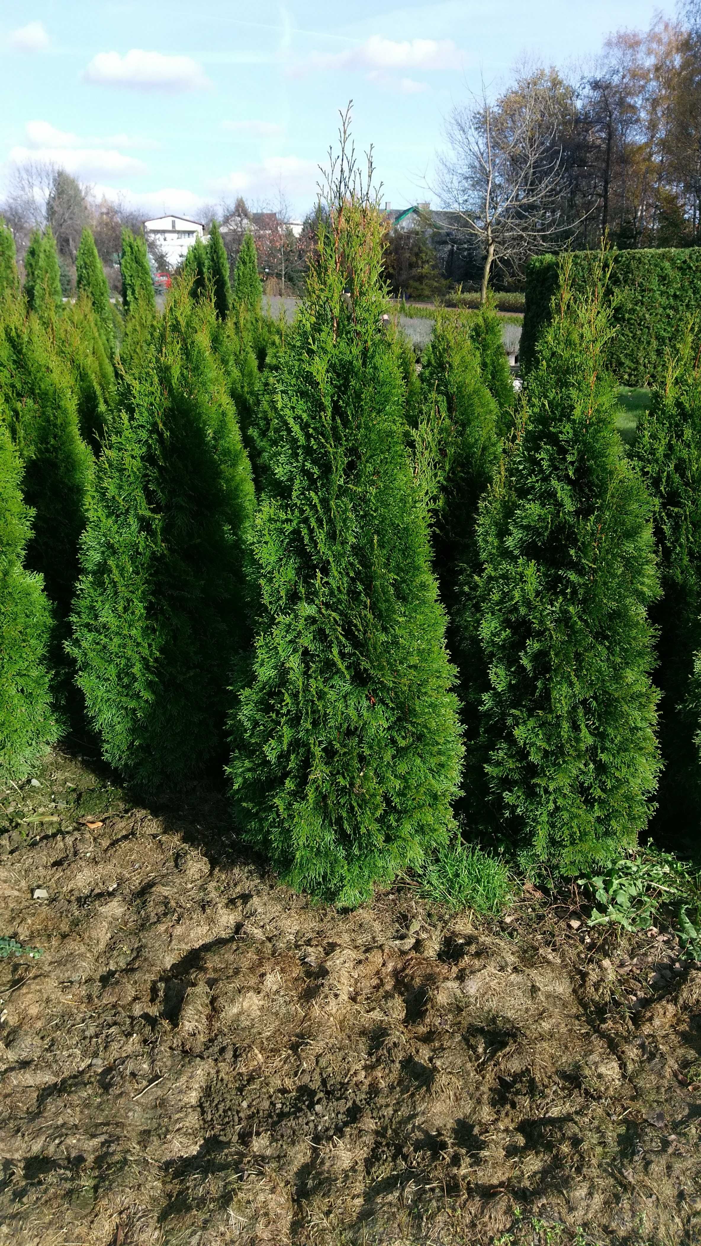 Tuja szmaragd 275-300cm FV Balot Thuja smaragd Wysył gratis Tarnobrzeg