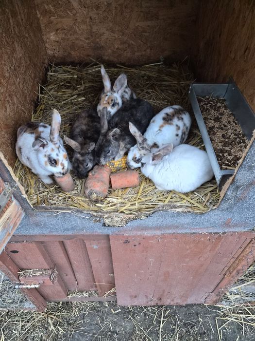 Sprzedam mode rexy czystej rasy