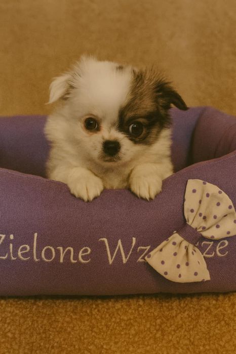 Chihuahua piesek super socjalizowany