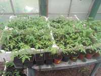 Rosady pomidora ekologiczne