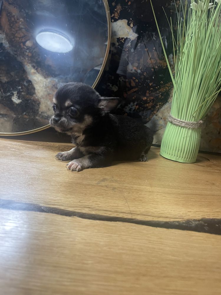 Chihuahua dziewczynka  xxs