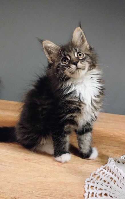 Diuna piękna dziewczyna do hodowli