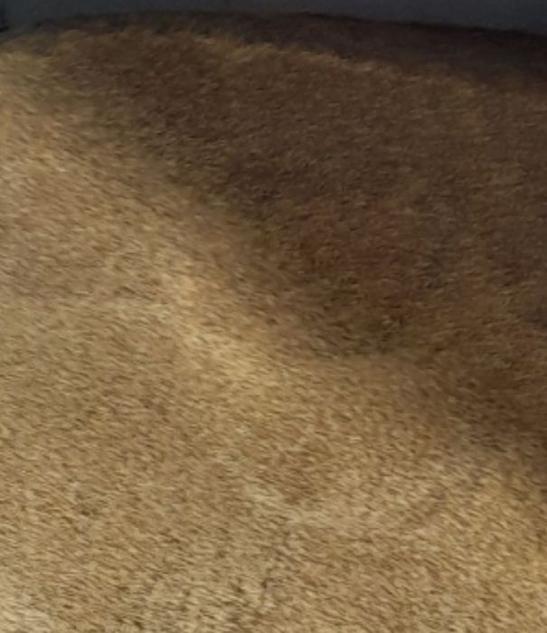 Owies do siewu koni lub bydła