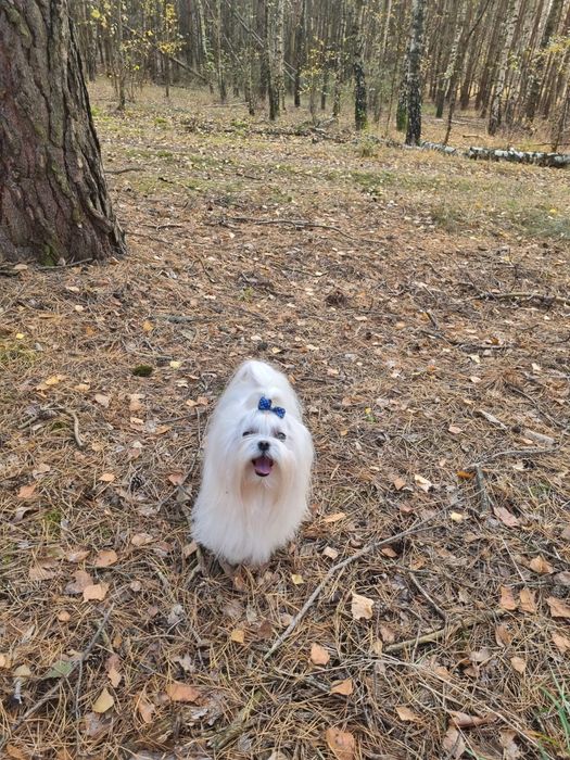 Maltanczyk po koreanczyku