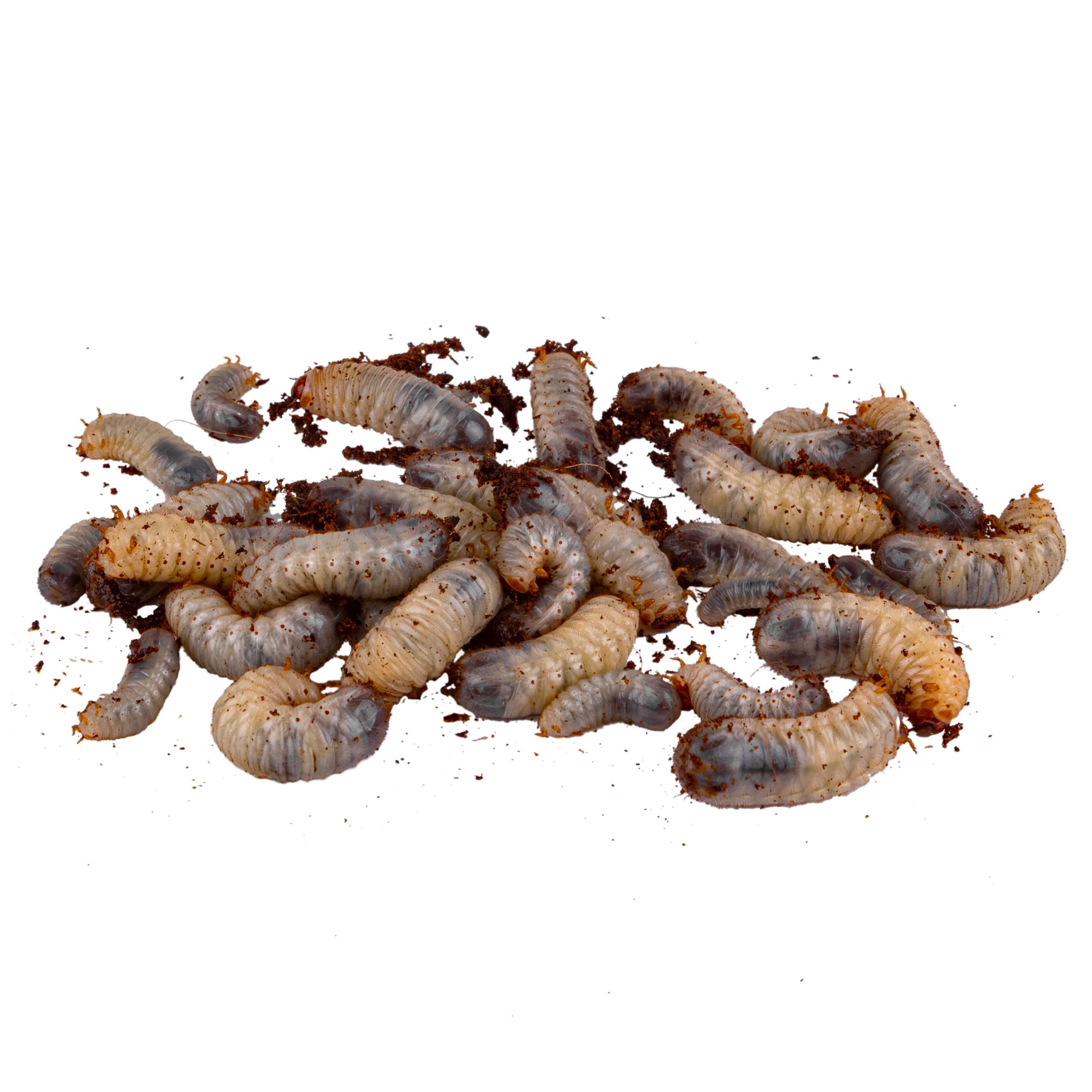 Живой корм - Бронзовка конголезская Pachnoda marginata