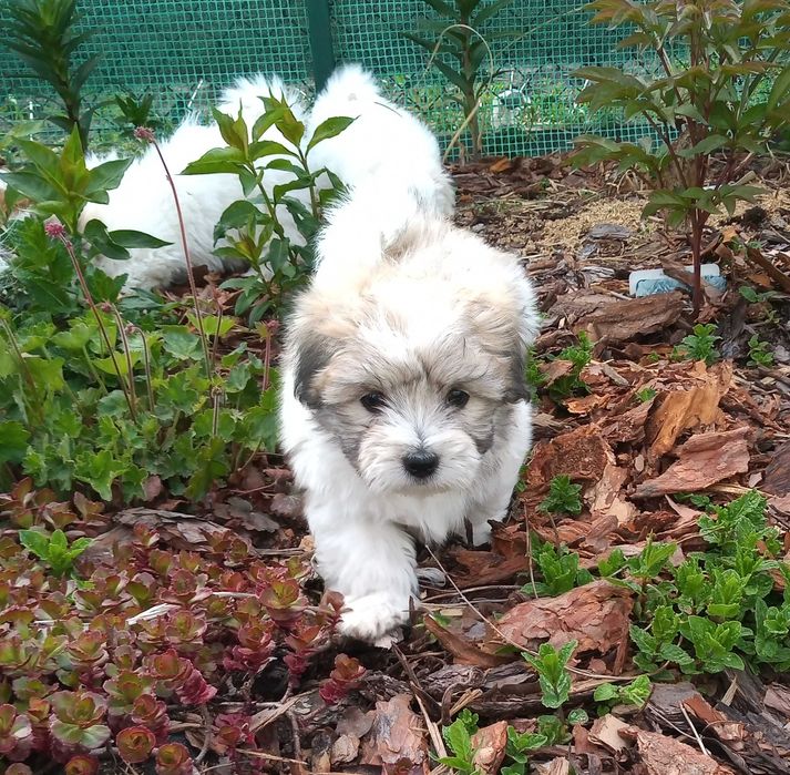 Coton de Tulear szczenię o imieniu Fendi