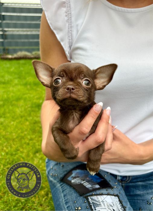 Chihuahua suczka czekoladowa