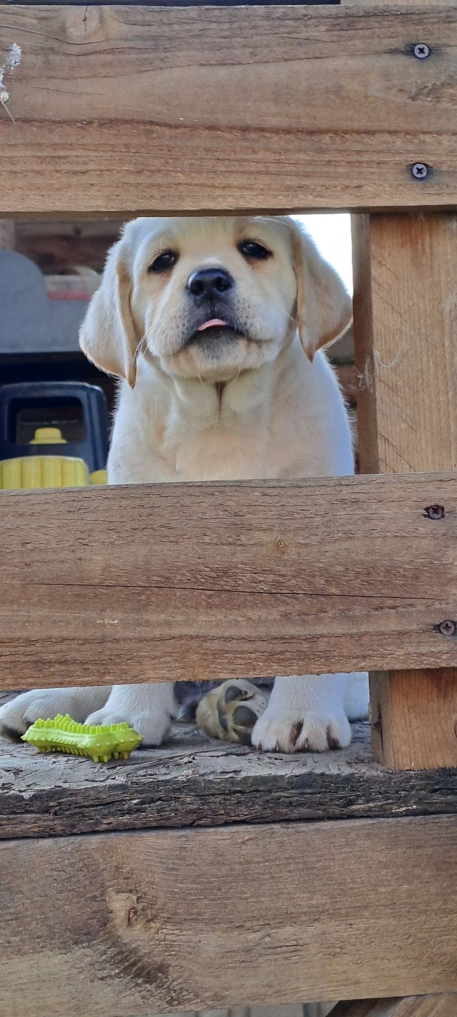 Labrador retriever biszkoptowy