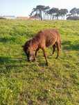 Pónei shetland macho