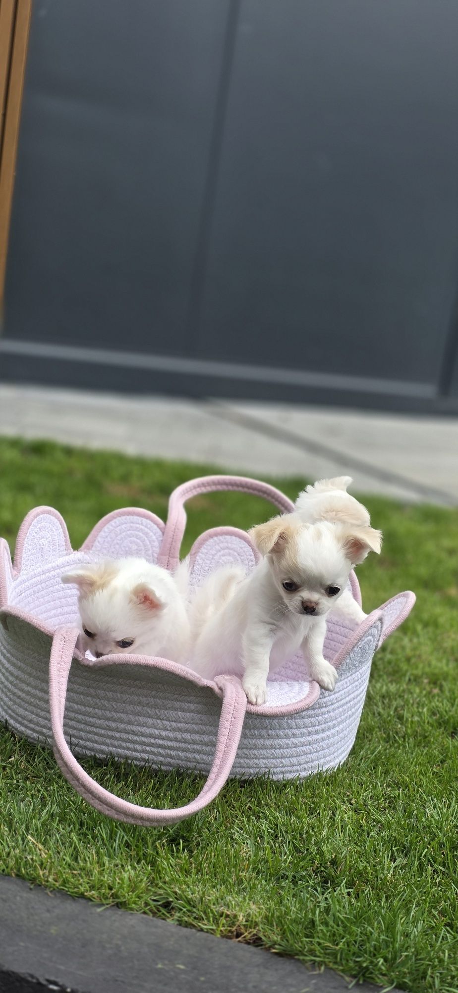 Sprzedam pieska chihuahua ZKwP FCI