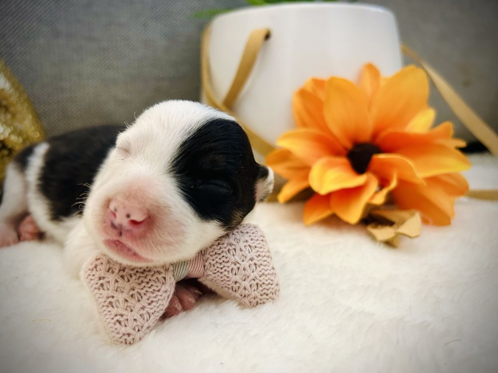 Excelente menia  border collie tricolor