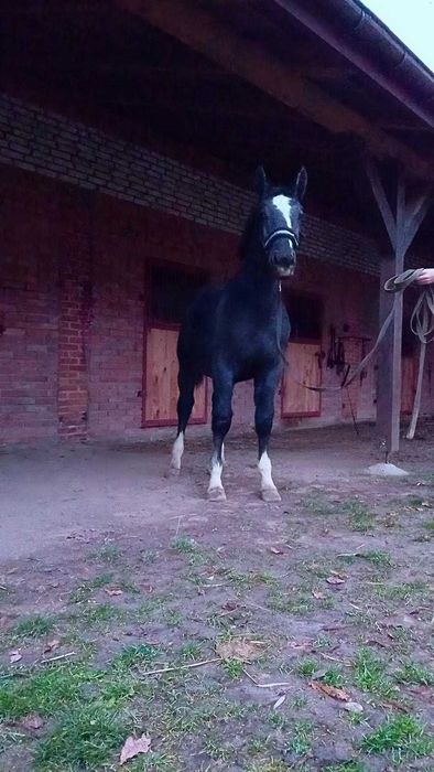 Klacz śląska klaczka