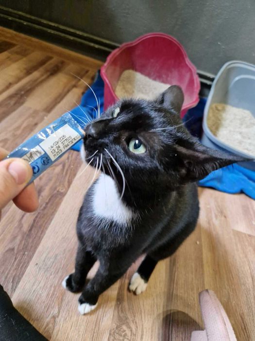 Młoda kotka Jania szuka domku