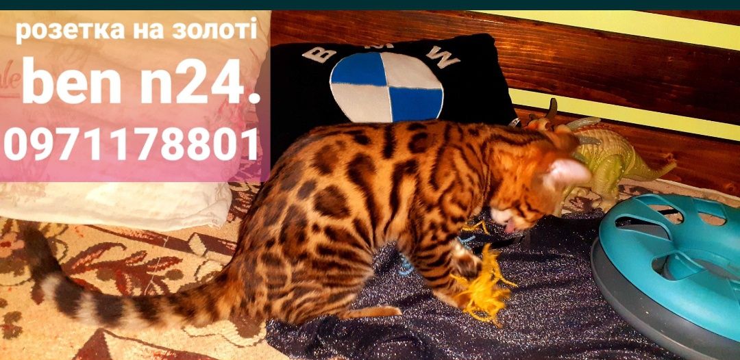 бенгалочка зігріє теплом Вашу домівку та душу.