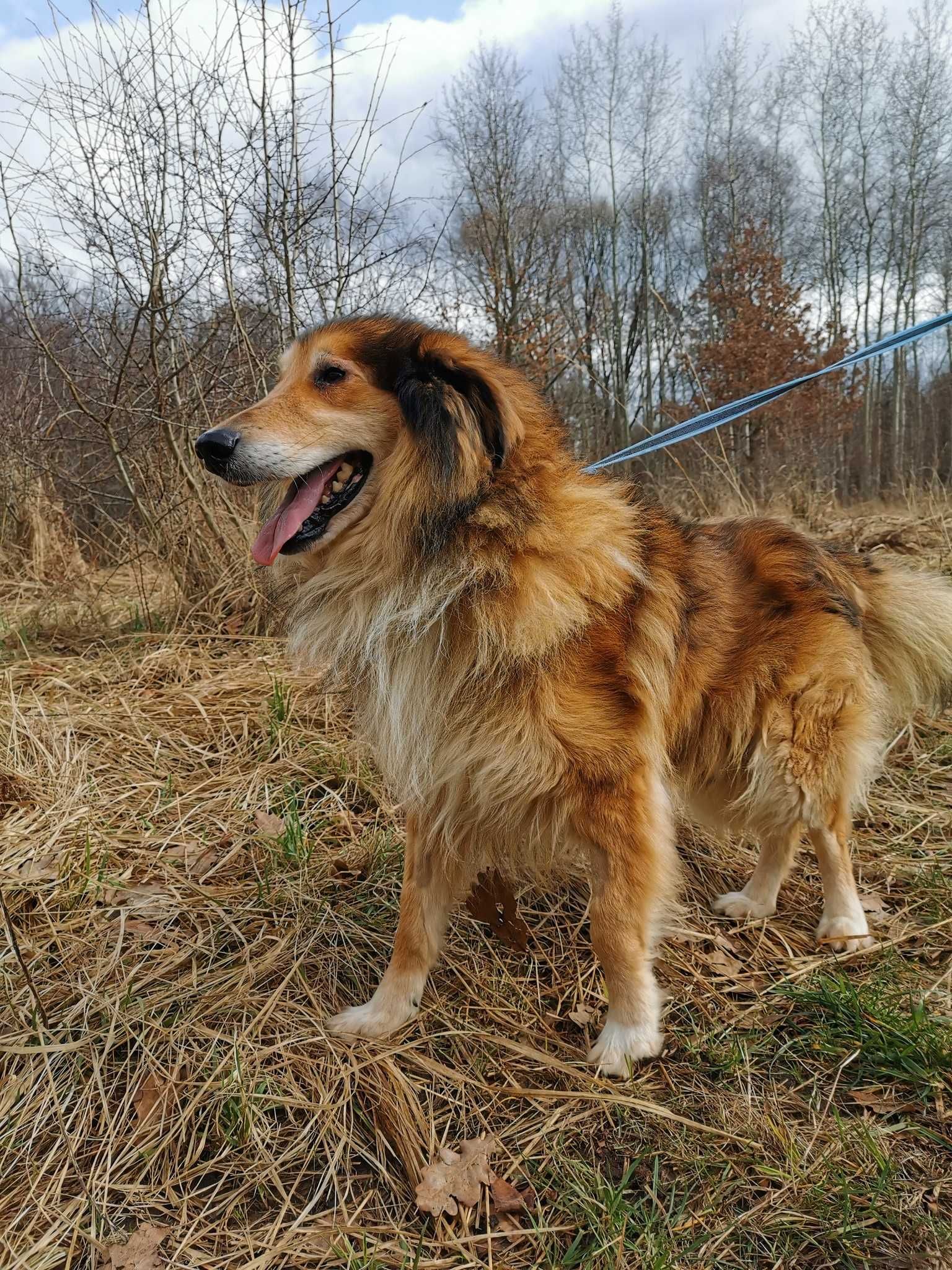 Marcel 10 letni pies w typie owczarka szkockiego - schronisko