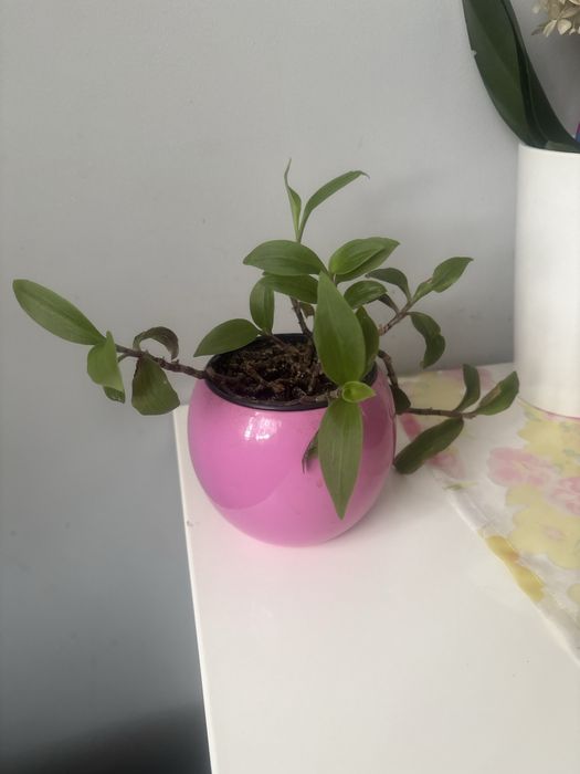 Kwiat doniczkowy trzykrotka