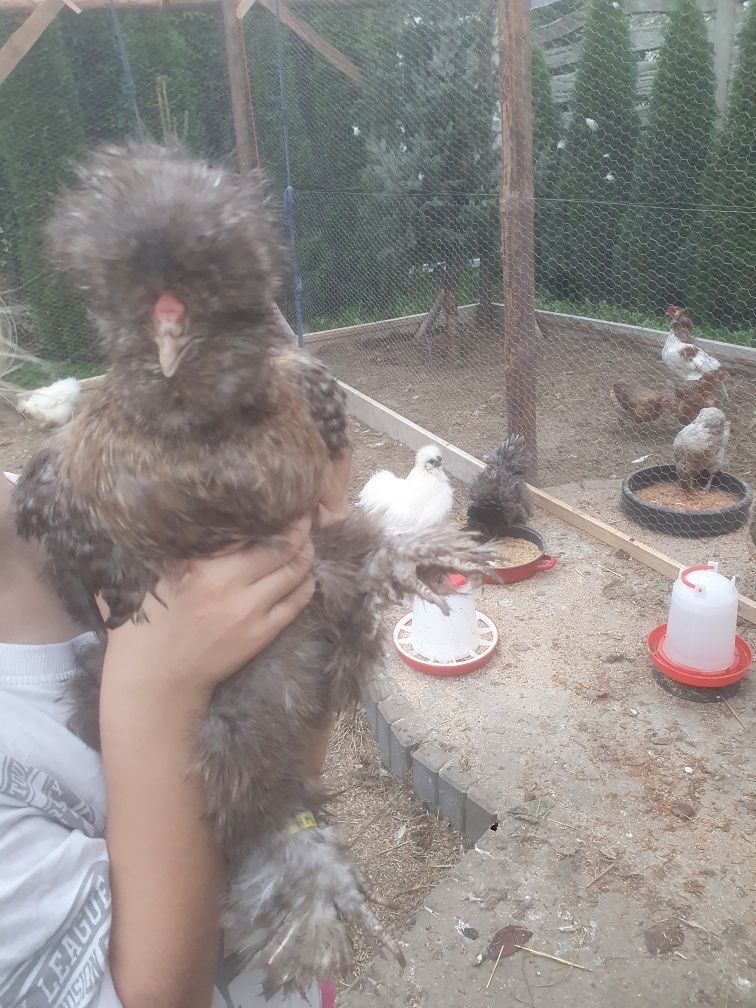 Silka silki Kura silka naturalne ekologiczne kury silki