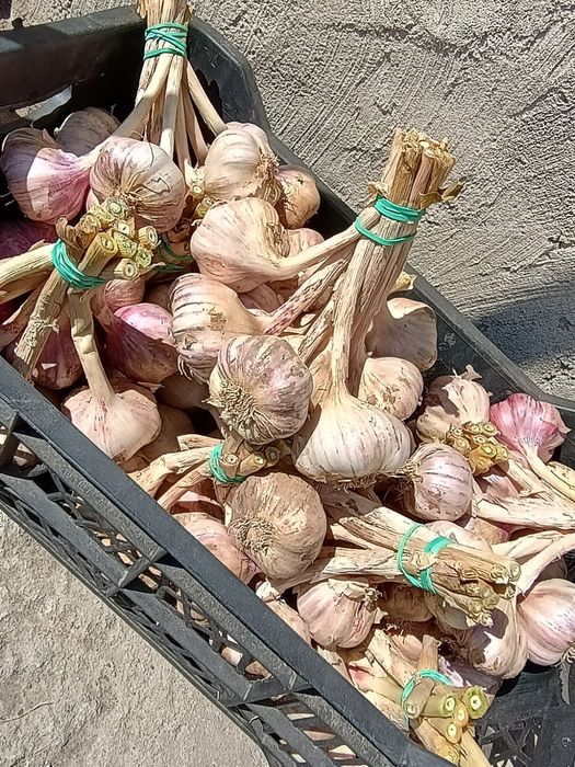 Polski czosnek harnaś