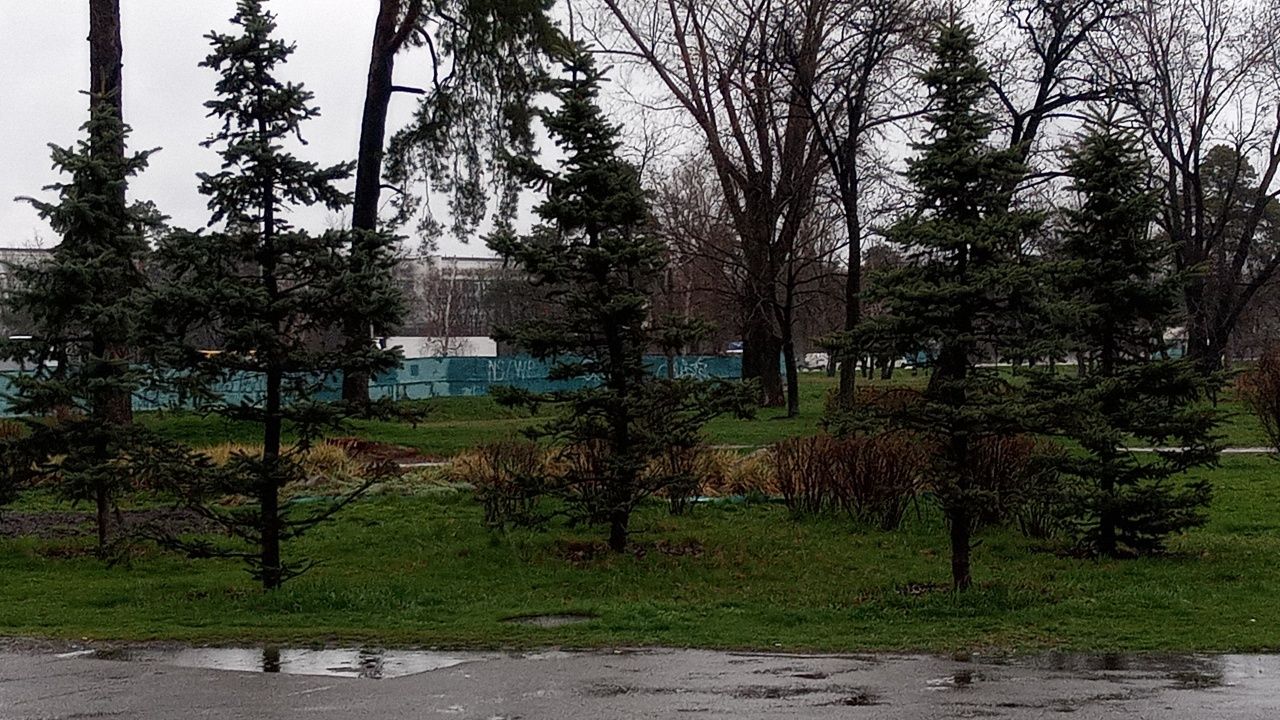 Продам елки, пихты, кедры, каштаны, рябину и другие деревья