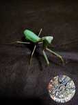 Modliszka Sphodromantis. sp.Izrael +gratisy