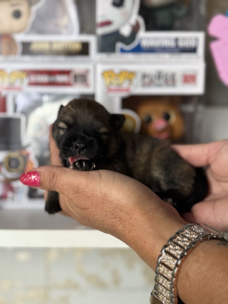Szpic miniaturowy pomeranian dziewczynka