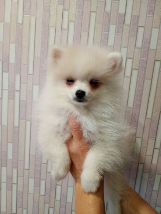 Пушыстый мальчик.