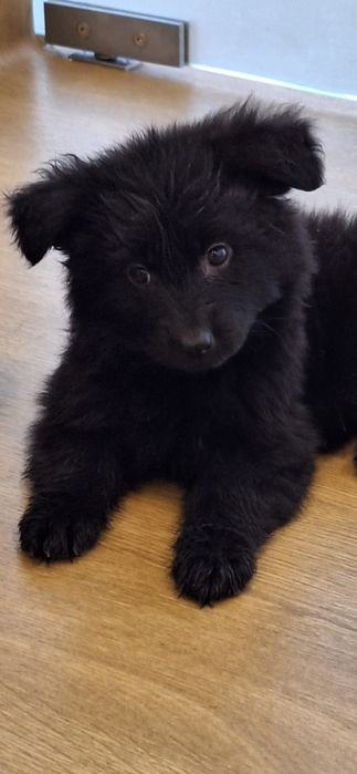 Pastor alemão pêlo comprido