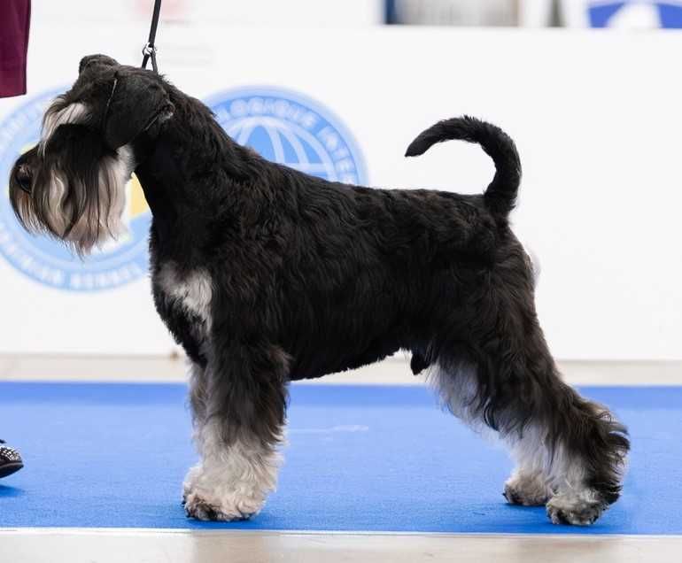 вязка кобель цвергшнауцер