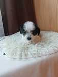 Suczka Maltańczyk -shih tzu