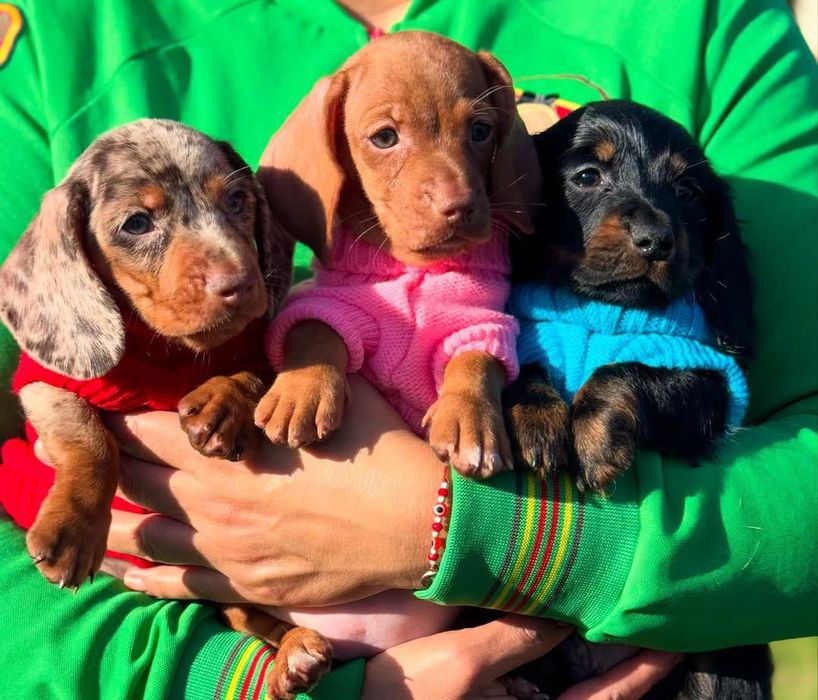 Шикарні міні таксята.