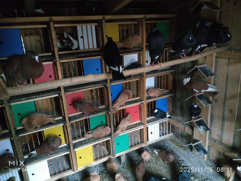 Gołębie sztaficery garłacze