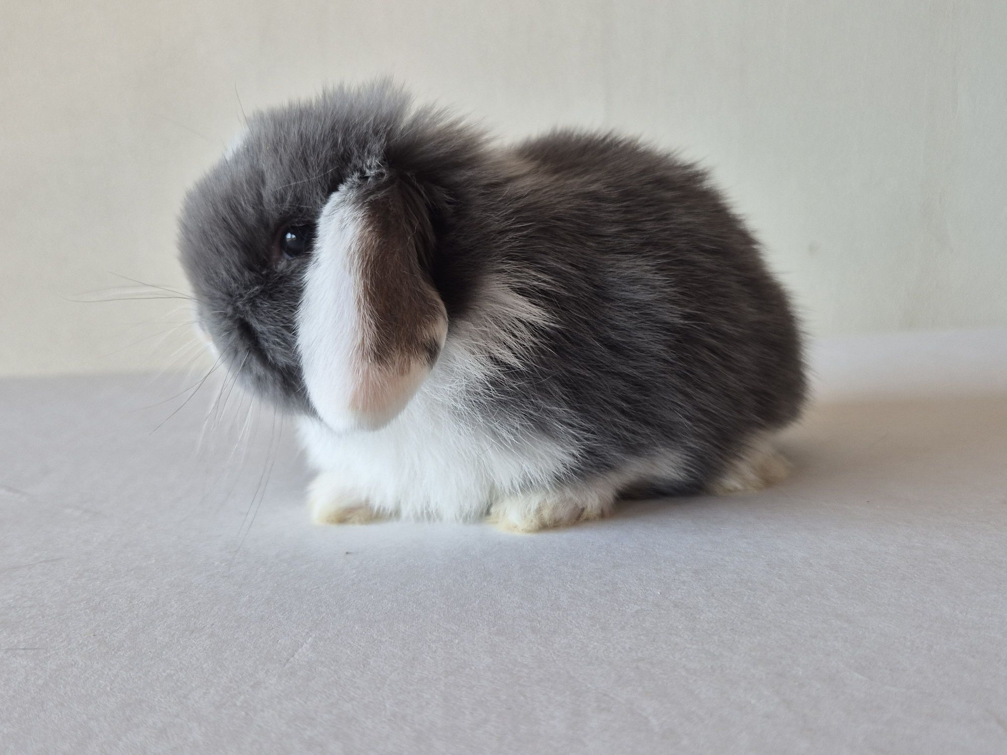 Królik Mini -Lop