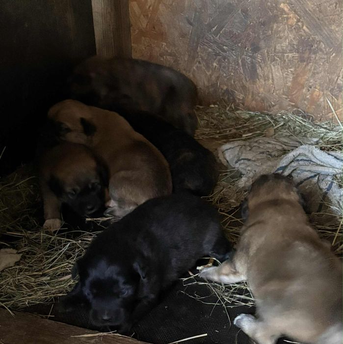 Oddam szczeniaki w dobre rece