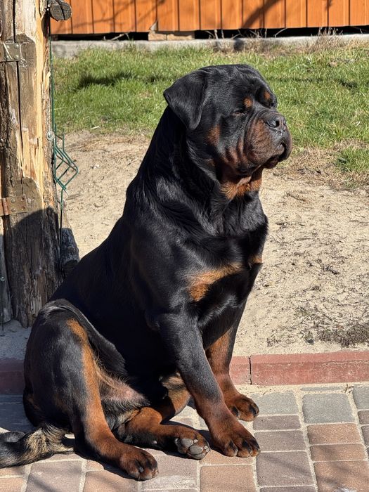 Ротвейлер молодой вязка